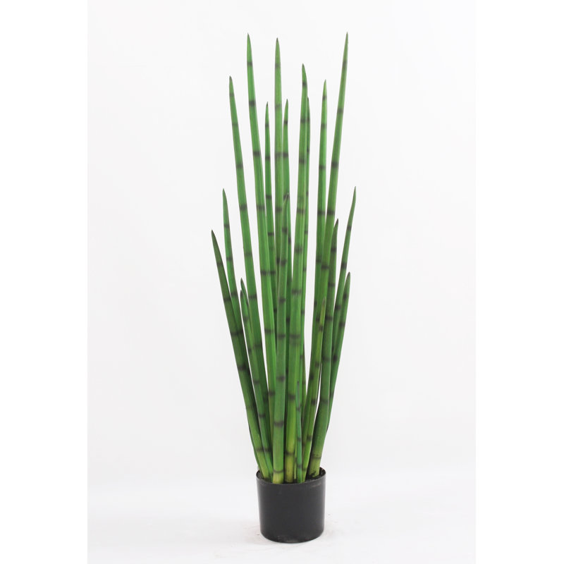 Kentia Palm Tree with Pot, 4 Feet Tall