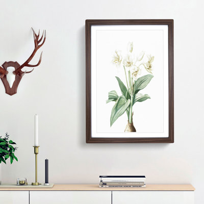 Crinum Flowers by Pierre-Joseph Redoute - Framed Print