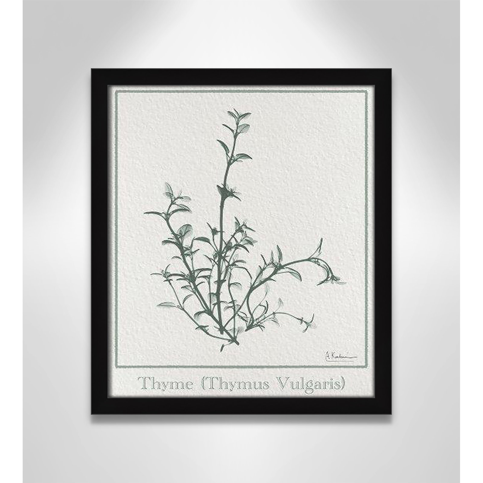 Jeanette "Thymus Vulgaris" Print, 15" H x 13" W x 1.25" D, Black Framed Paper