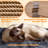 Siegfried Cat Tree-1723425969