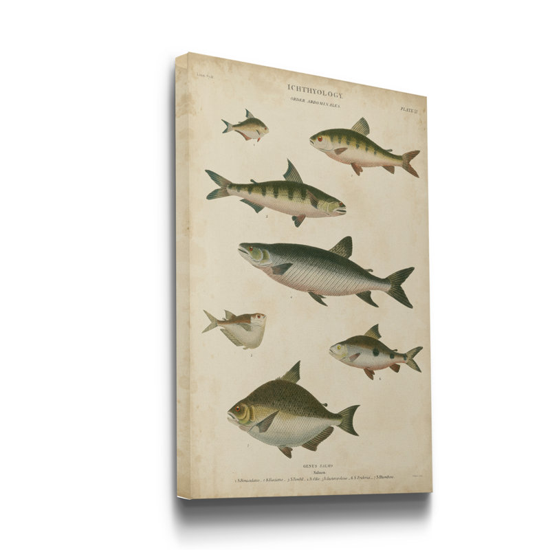 Reproduction d’art sur toile tendue « ichthyology IV », H 36 po x l 24 po x P 1 po