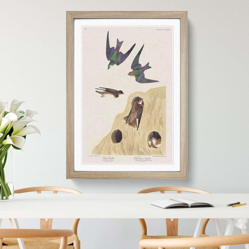 Swallow Birds by John James Audubon - Framed Print, 36cm H x 27cm W x 2cm D, Oak Framed