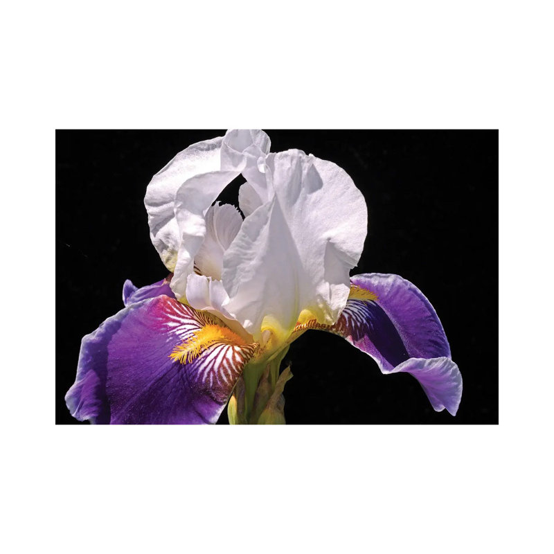 White And Purple Iris by Brian Wolf - Wrapped Canvas Print, 66.04 cm H x 45.72 cm W
