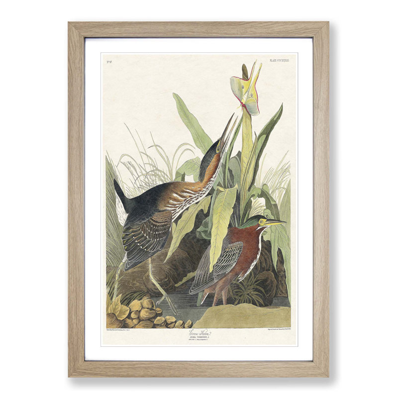 Green Heron by John Audubon - Picture Frame Painting Print on MDF, 36cm H x 27cm W x 2cm D, Oak Framed