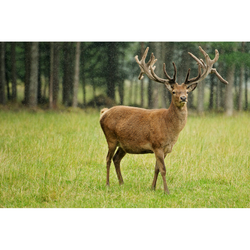 Buck by AlessandroColle - Wrapped Canvas Print, 20cm H x 30cm W
