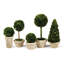 Preserved Boxwood 5 Piece Topiary Set
