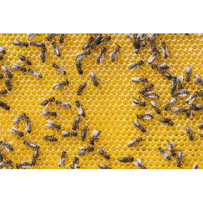 " The Bee Hive " by Lester120