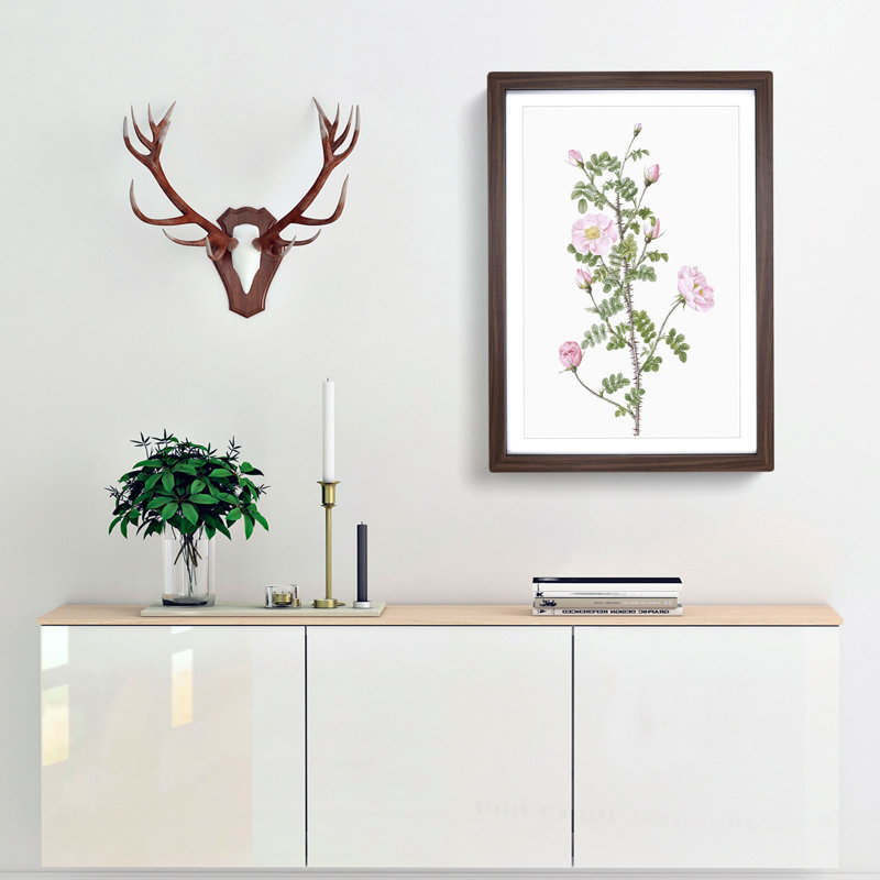 Pink Scotch Briar in Pink by Pierre-Joseph Redoute - Picture Frame Painting Print, Walnut Framed, 48cm H x 36cm W x 2cm D