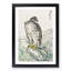 Japanese Golden Eagle by Numata Kashu - Framed Print-55770302-55770304