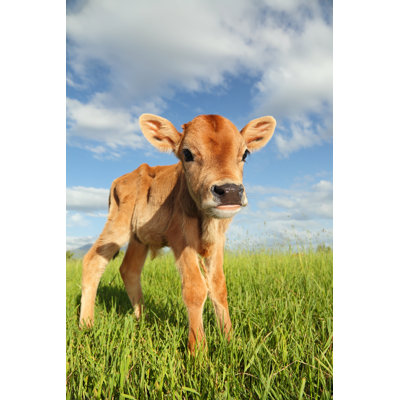 Bébé vache - photographie sur toile tendue