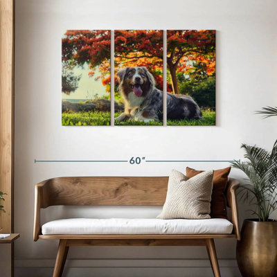 Border collie Brampt
