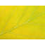Autumn Leaf by Philippe Monthoux-65800306-132439329