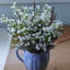 Souffle de bébé dans un vase