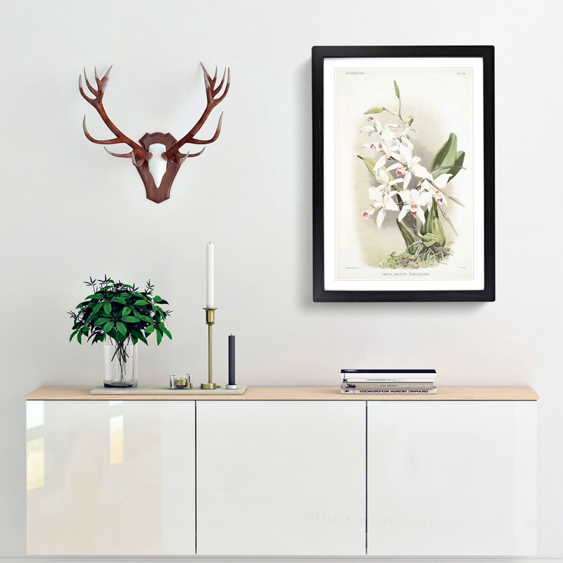 Magnolia Flowers Illustration Tab 56 by Frederick Sander - Picture Frame Painting Print, 76cm H x 50cm W x 2cm D, Black