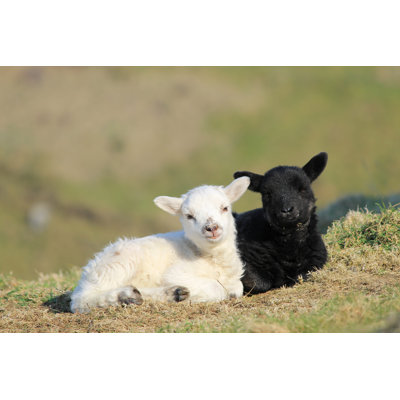Deux mignons petits agneaux - photographie sur toile tendue