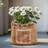 Adwait Handmade Pot Planter