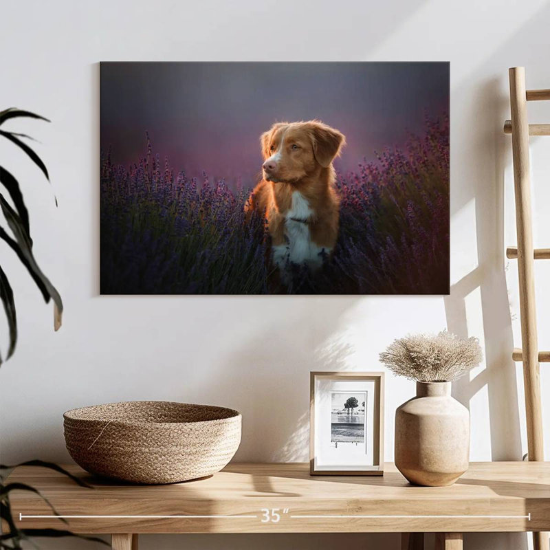 Golden retriever dans un champ de lavande, H 16 po x l 24 po