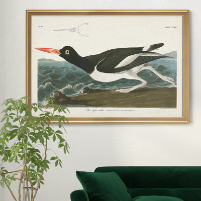" Pied Oyster Catcher "