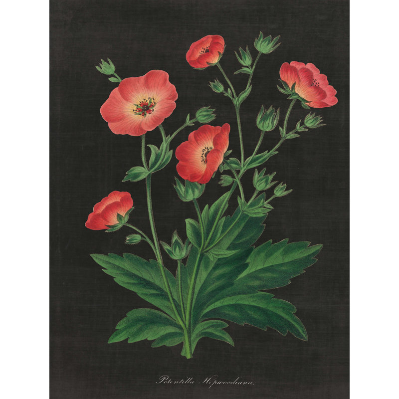 «Botanical on Black Chart» par Wild Apple Portfolio - reproduction d'art sur toile tendue, H 40 po x l 30 po