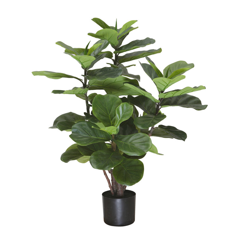 Figuier 24 po en pot 24 po