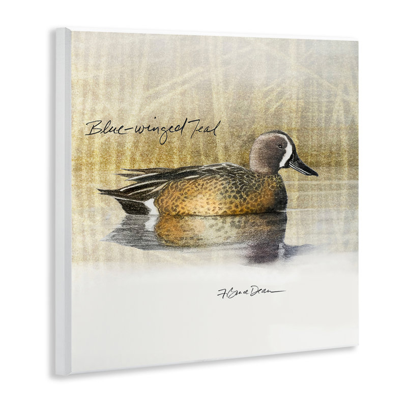 «Blue Winged Teal Duck» par Jadei