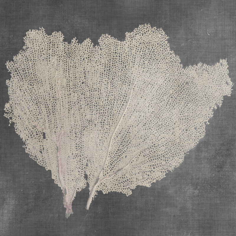 Natural Sea Fan IV by Vision Studio - Wrapped Canvas Print, 91cm H x 91cm W