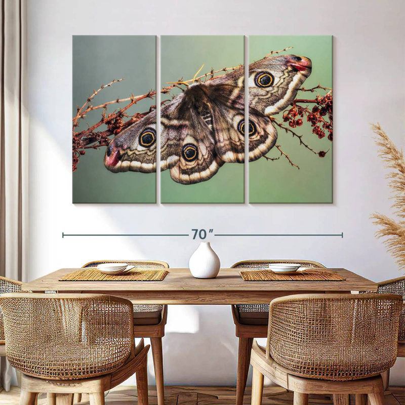 Emperor Moth