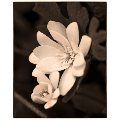 Sanguinaria Blossom