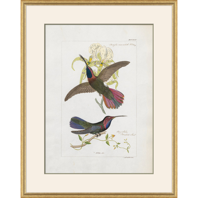 Hummingbirds Giclee Print by John Gould
