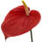 Red 29 inch Anthurium- 4 Pack, Faux Floral for Vase Arrangements and Home Decor