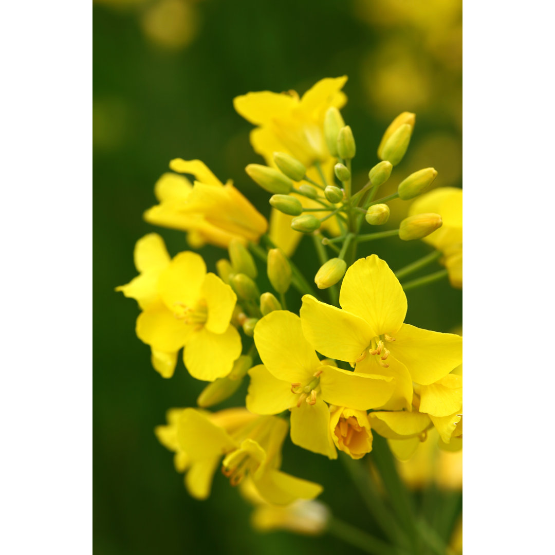 Canola Flower by Jir - Drucken