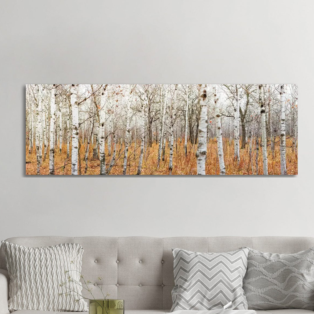 Birch Grove Panoramic by Nik Rave - Panoramic Print on Canvas