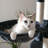 Cellestine 68.1'' H Cat Tree-944714099