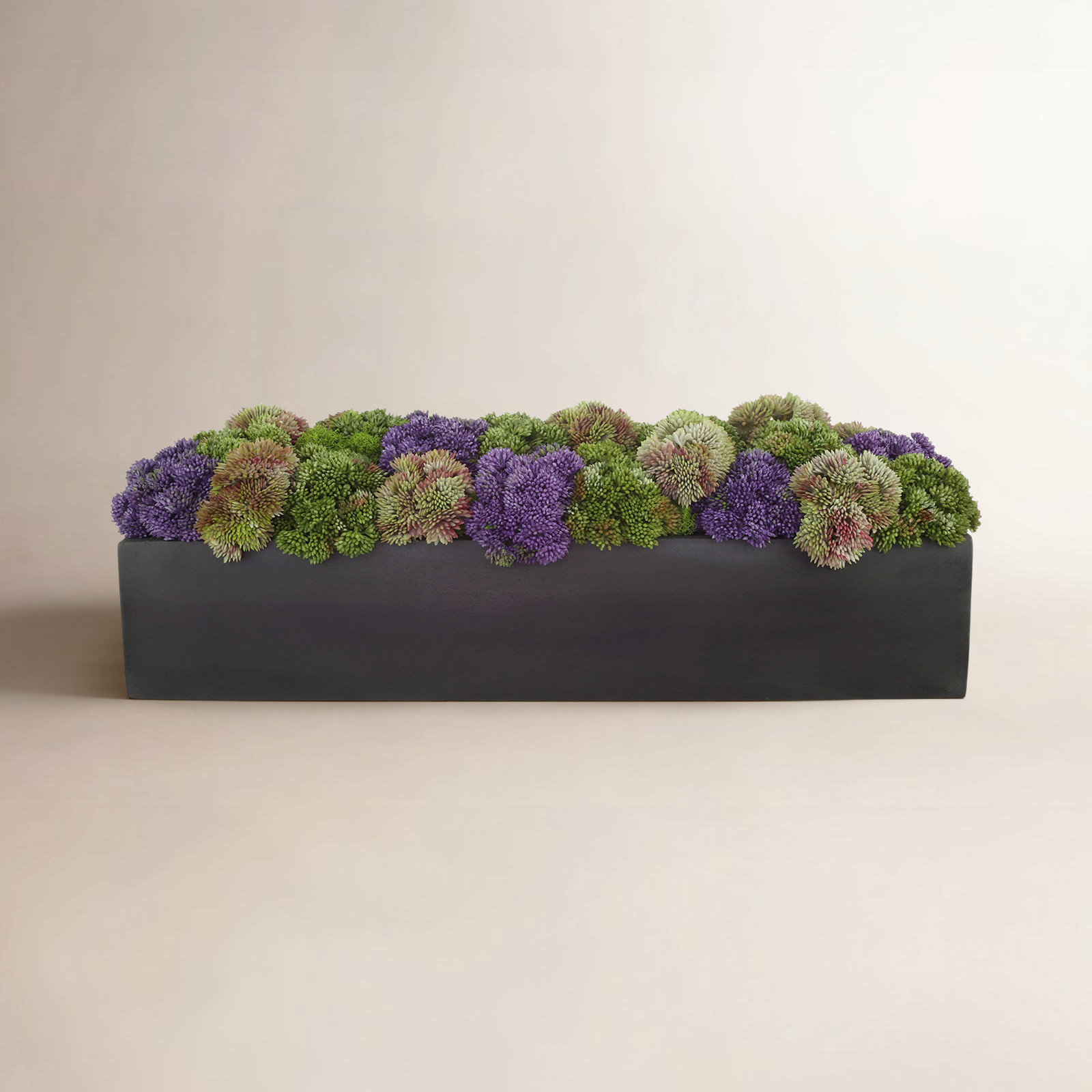 Multi Colored Sedum in Black Planter, Rectangular, 7" H x 19" W x 6" D, Black