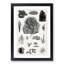 Collection of Fossils II by Oliver Goldsmith - Picture Frame Drawing Print-57864679-57864681