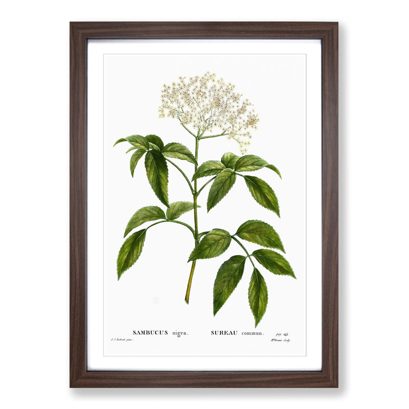Elderflower Tree by Pierre-Joseph Redoute - Picture Frame Painting Print on MDF, 65cm H x 48cm W x 2cm D, Walnut Framed