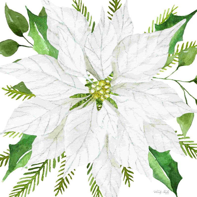 " White Poinsettia " by Cindy Jacobs, 12" W x 12" H
