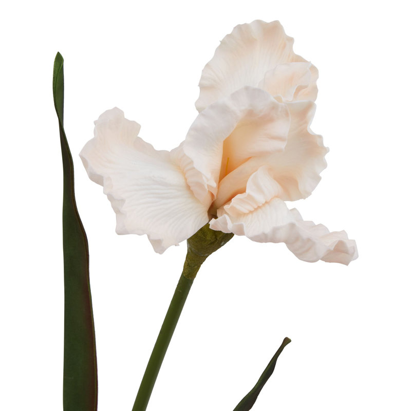 Anastasija Arrangement, Orange