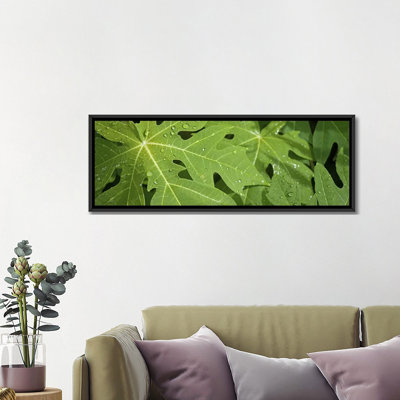 " Raindrops On Papaya Tree Leaves, La Digue, Seychelles " by Panoramic Images
