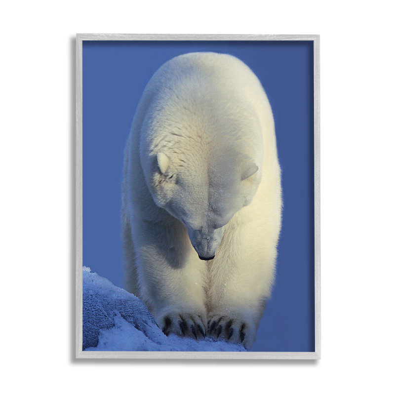 Ours polaire par Shane Lamb, H 14 po x l 11 po x P 1,5 po, Giclée encadrée blanc bord de mer