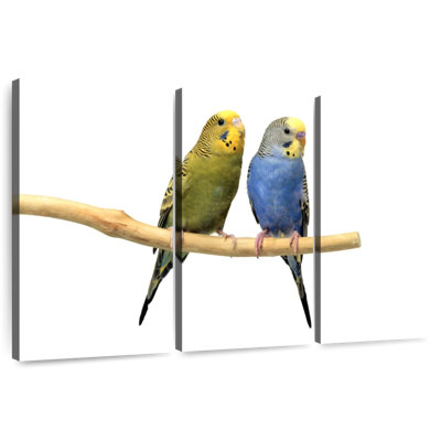 Parakeets