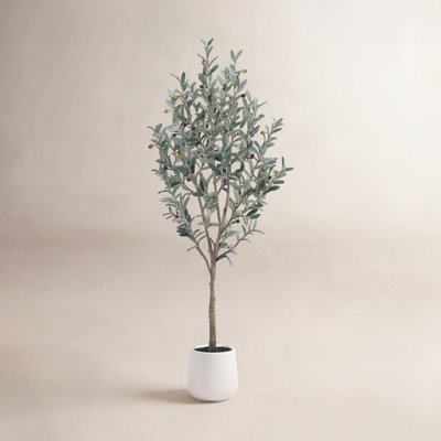 Adcock Olive Tree in Pot