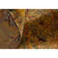 Wool Oriental Area Rug