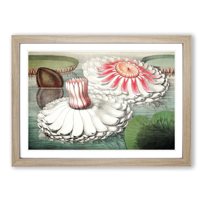 Blooming Gigantic Water Lily by William Sharp - Picture Frame Art Print, 48cm H x 65cm W x 2cm D, Oak Framed