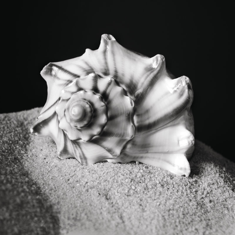 Sad Little Seashell - Wrapped Canvas Print, 76cm H x 76cm W x 3.8cm D