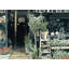 Plantes Magasiner | Cactus Office-138664606