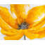 Grande fleur jaune - reproduction d'art contemporain encadrée