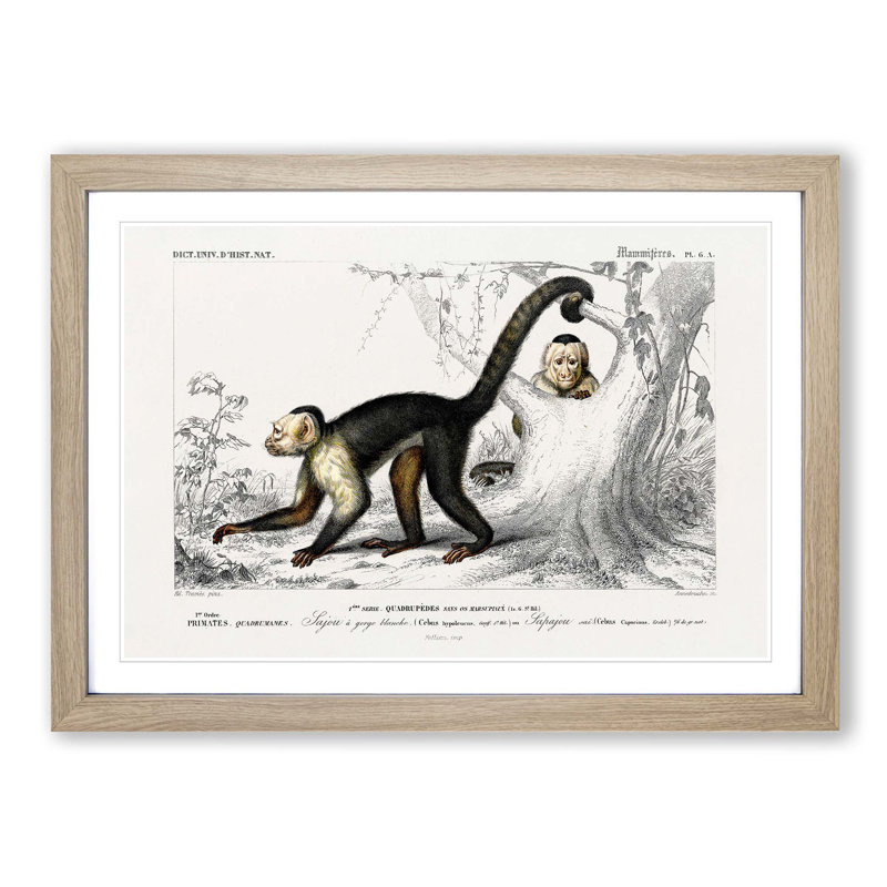 Capuchin Monkeys by Charles d'Orbigny - Picture Frame Painting Print on MDF, Oak Framed, 36cm H x 48cm W x 2cm D