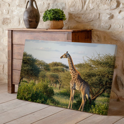 Toile, une grande girafe se dresse gracieusement au milieu d'une savane verte luxuriante baignant dans une chaude lumière dorée pendant la fin d'après-midi