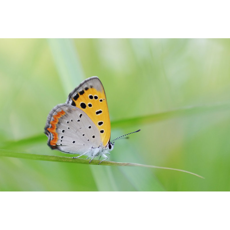 Butterfly by Ookawa - Wrapped Canvas Print, 51cm H x 76cm W